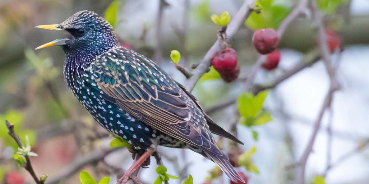 Blog2 - Plašič ptáků Jak chránit ovocné sady a vinice před nežádoucím ptactvem_1